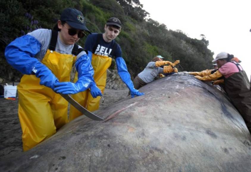 'Estamos increíblemente preocupados por descubrir la muerte de tres ballenas grises debido a los ataques de barcos en dos semanas', dijo el Dr. Padraig Duignan.