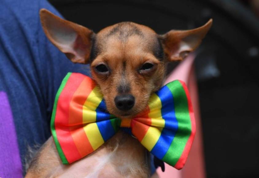 A person holds his dog as parade-goers make their way down 5th Avenue during the NYC Pride March on June 25, 2017. <br/>The NYC Pride March celebrates its 48th annual parade . / AFP PHOTO / TIMOTHY A. CLARY