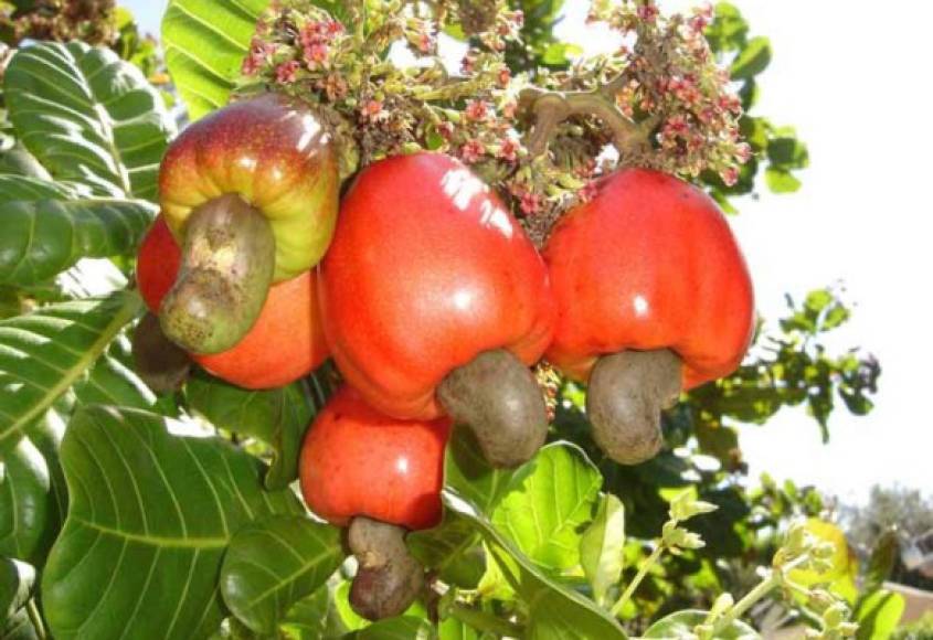 Esta fruta tropical de sabor dulce y de fuerte olor, posee grandes beneficios saludables para nuestro organismo. Tanto su fruto como la semilla poseen nutrientes esenciales.