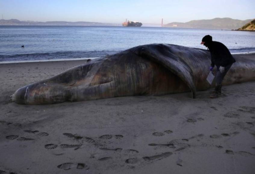 Un inusual grupo de ballenas ha aparecido muertas en California, Estados Unidos en los últimos meses. Los expertos están averiguando las posibles causas para descifrar el misterio.