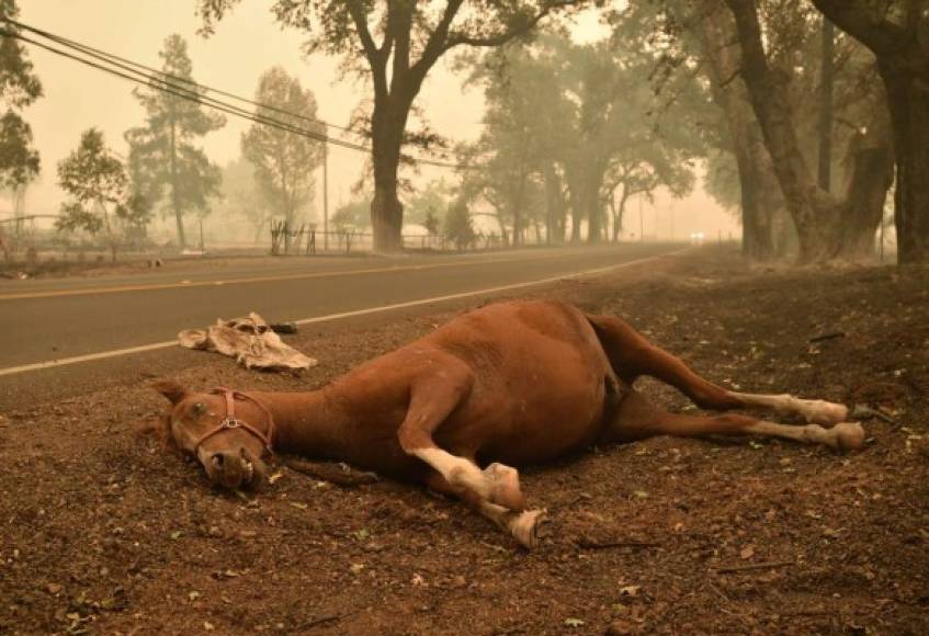 Cientos de animales resultaron afectados por el fuego que ha arrasado con varias hectáreas de bosques.