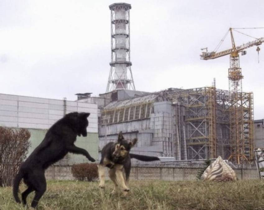 Dato curioso: Los descendientes de las mascotas que muchas familias tuvieron que dejar abandonadas cuando salieron de la zona por la contaminación radioactiva han aprendido a vivir en los lugares en donde no se pueden quedar los humanos.<br/>