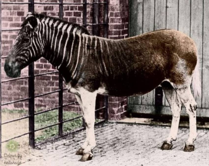 El QUAGGA resulta uno de los animales extintos que más llama la atención por su curioso aspecto. Parece una cruza entre un caballo y una cebra, lo que la hacia facinante. Por desgracia, nuestras posibilidades de ver un quagga se terminaron en 1883, año en el que murió el último ejemplar del que se tiene registro y que vivia en cautiverio en un zoológico de Ámsterdam.