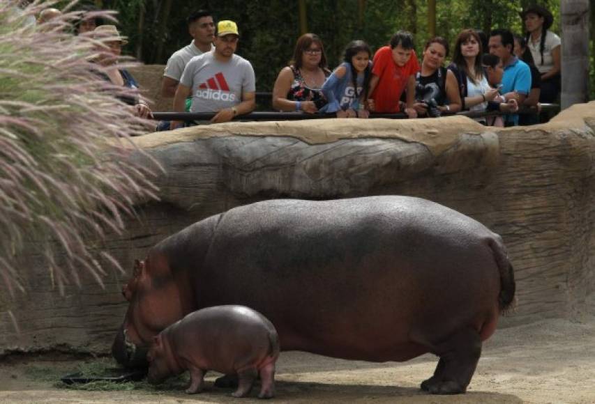 Una cría de hipopótamo nacida en mayo pasado se ha convertido en la principal atracción de verano para los visitantes del zoológico de Guadalajara.