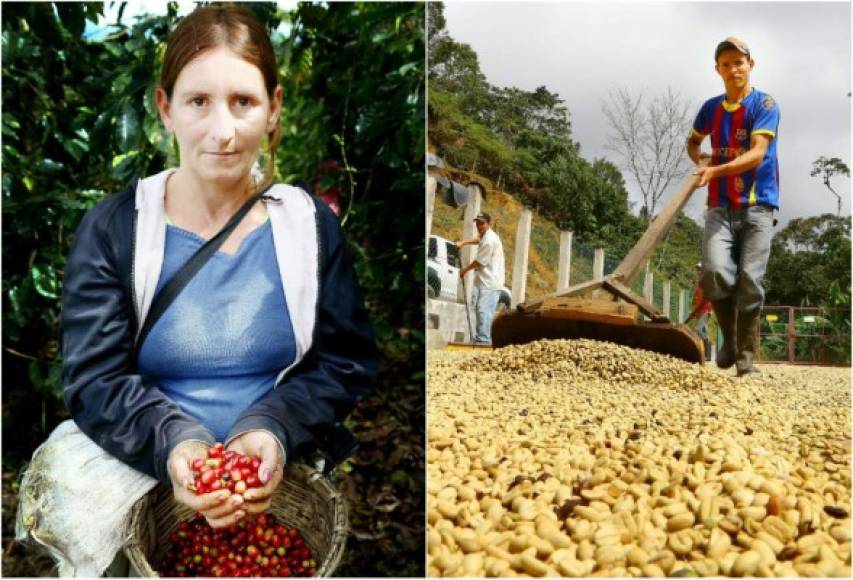 El corte de café en las fincas de Honduras es una fuente de empleo de octubre a marzo para aproximadamente un millón de personas. En Copán son miles de personas las que se dedican durante esta temporada a esa labor.