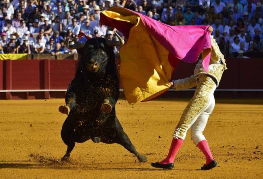 Sevilla. La estampa taurina. El matador Pablo Aguado realiza un pase con capote sobre un toro en la plaza de toros de Maestranza.
