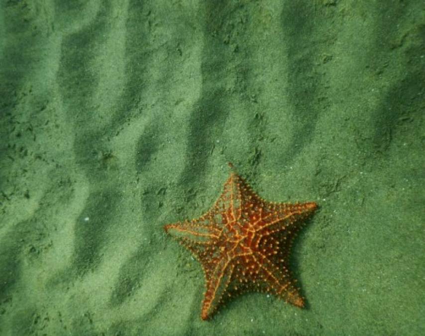Una vez que se sacan del agua, las estrellas mueren, pues no pueden respirar fuera de su hábitat natural.