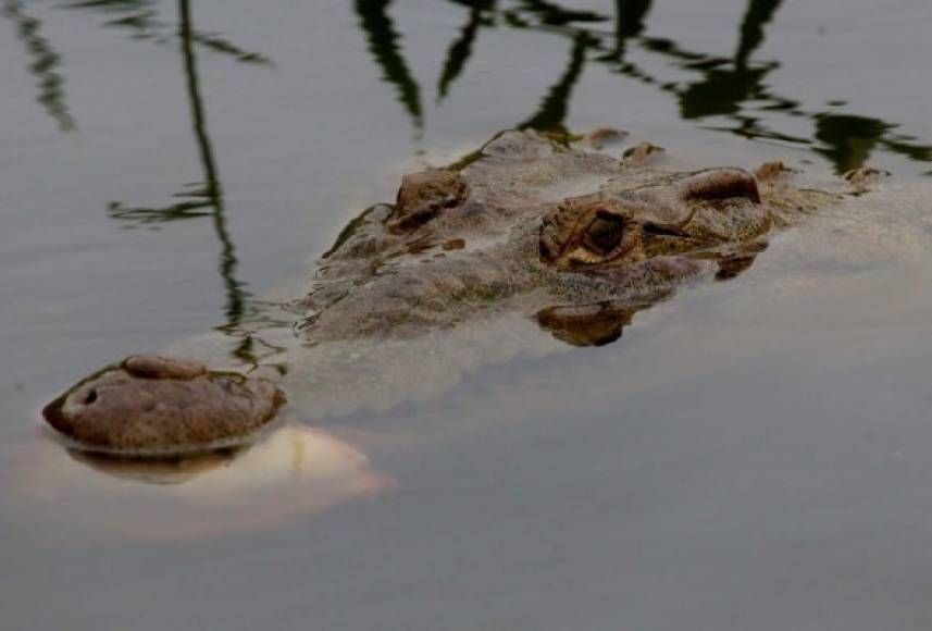 Inmensos cocodrilos nadan en su hábitat.