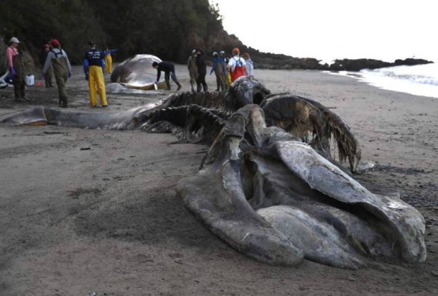 En la actualidad sólo habita la zona norte del océano Pacífico.