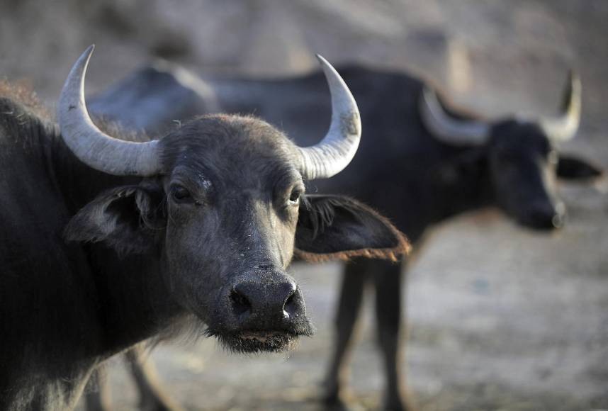 En ese sentido citó el “impacto desastroso” para más de 6.000 familias que “están perdiendo sus búfalos, su único medio de vida”.