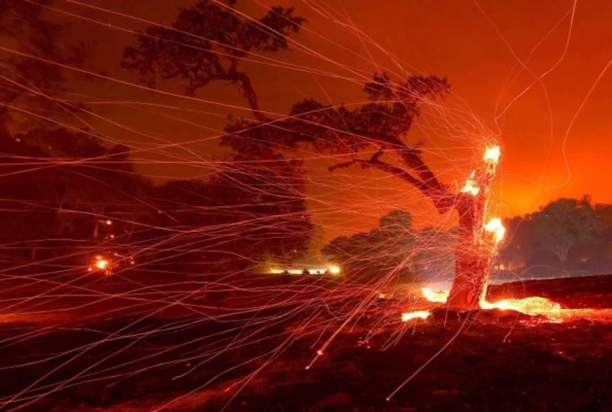 NAPA, CALIFORNIA - AUGUST 18: Embers blow off a burned tree after the LNU Lightning Complex Fire burned through the area on August 18, 2020 in Napa, California. The LNU Lightning Complex Fire continues to burn near Lake Berryessa near the town of Napa. The fire is zero percent contained. Justin Sullivan/Getty Images/AFP<br/><br/>== FOR NEWSPAPERS, INTERNET, TELCOS & TELEVISION USE ONLY ==<br/><br/>