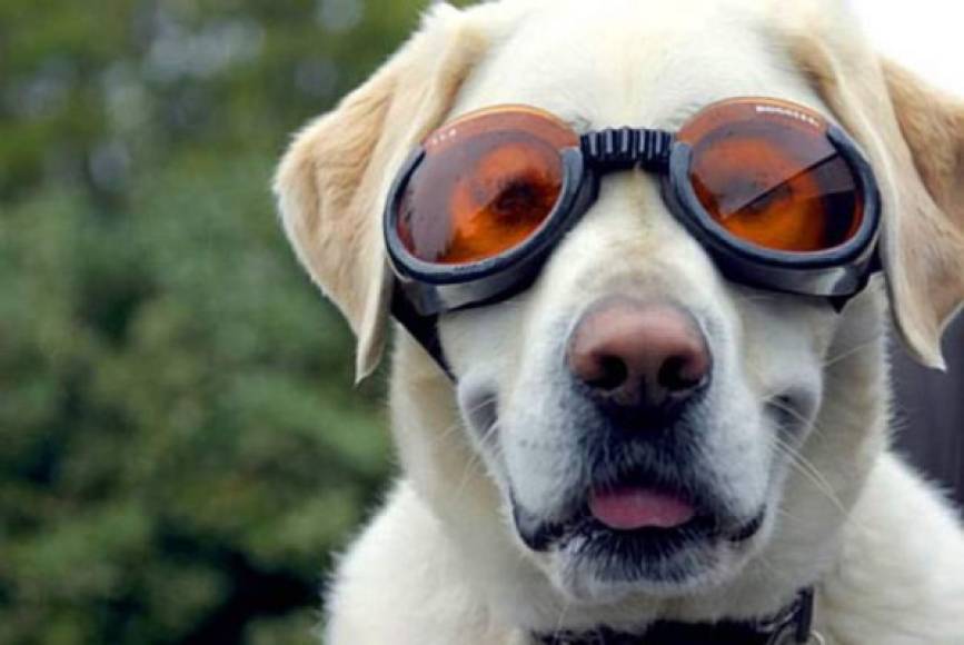 Doggles: El mundo de la Red no tiene arreglo y está loco de remate. Si no, ¿cómo puede entenderse que alguien pueda hacerse rico vendiendo gafas de bucear para perros por Internet?