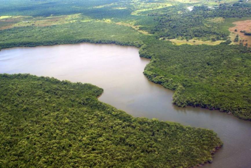 Un espeso bosque de mangle todavía rodea a la laguna, a pesar de los avances de la palma africana y otros cultivos agroindustriales. Foto: Proyecto PROCORREDOR