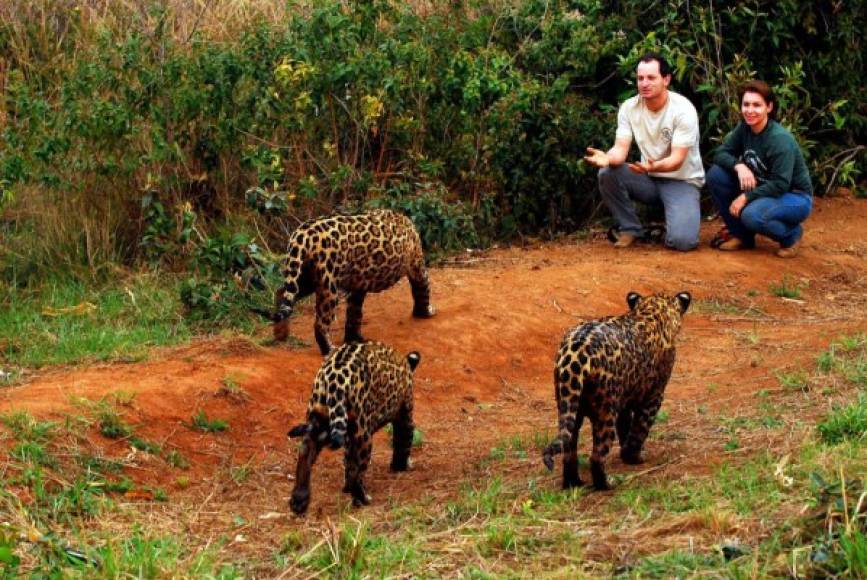 Actualmente el adolescente tiene menos contacto con los los felinos, pues tuvo que mudarse a otra ciudad para continuar sus estudios.