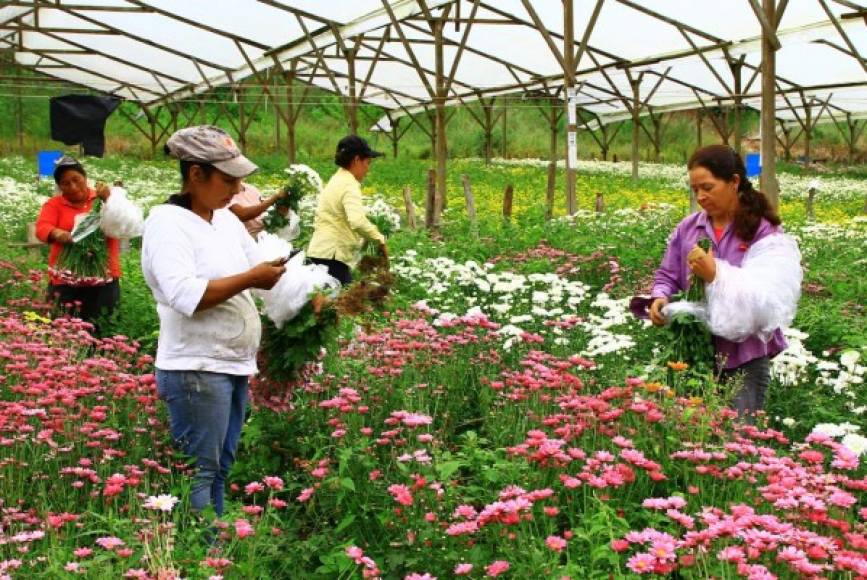 La variedad de flores permite que el mercado de Siguatepeque tenga gran aceptación.
