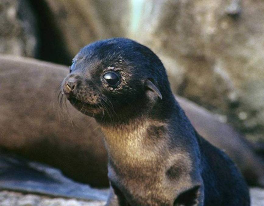 Esta pequeña foca es adorable, excepto porque prefiere que la llamen león marino.