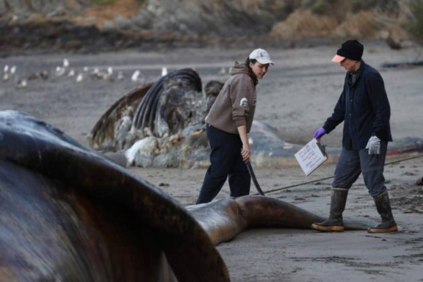 Debido al aparecimiento de los catáceos muertos, Área de la Bahía de San Francisco, ha recibido el nombre de 'cementerios de ballenas'.