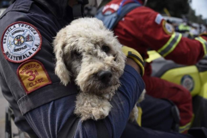 Los bomberos han encontrado varias mascotas que lograron sobrevivir a la tragedia.