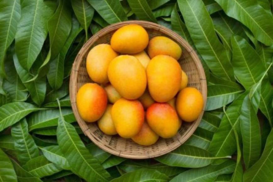 6. Ayuda contra la diabetes. Las hojas de mango ayudan a normalizar los niveles de insulina en la sangre. Hervir unas pocas hojas de mango en el agua y permitir que se sature toda la noche. Consumir la decocción filtrada por la mañana es un remedio casero de la diabetes.
