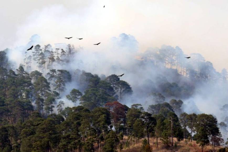 El mayor pulmón de la capital y parte del Parque Nacional La Tigra fueron afectados por el peor incendio registrado en Tegucigalpa.