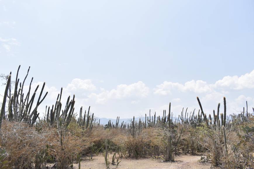 El paisaje es árido y la especie vegetal es común de las zonas desiertas. Aquí en esta parte hay especies únicas que no se encuentran en otro lugar de Honduras.