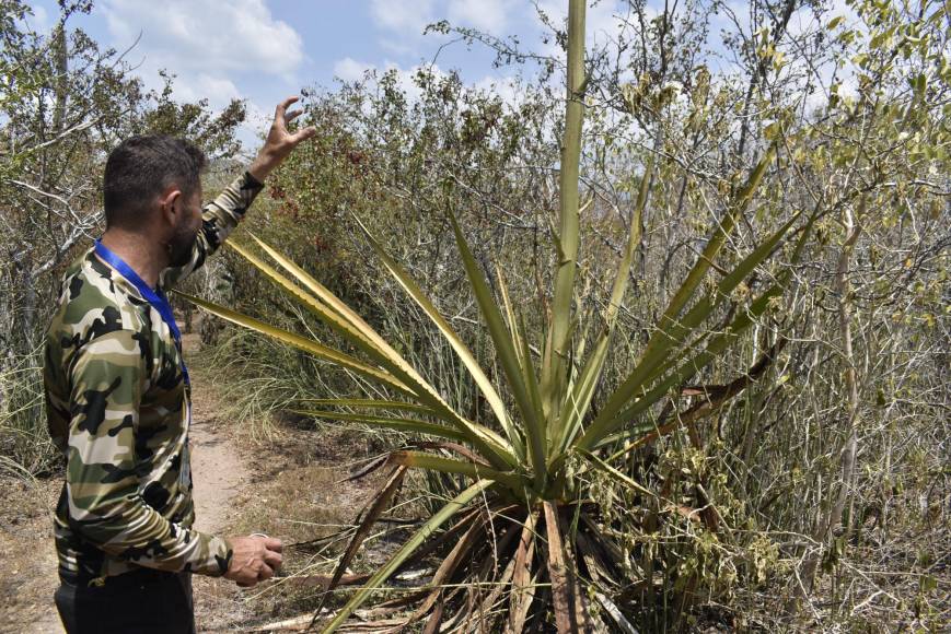 Hay toda una variedad de especies vegetales, que en el pasado eran usadas para necesidades básicas de los habitantes.