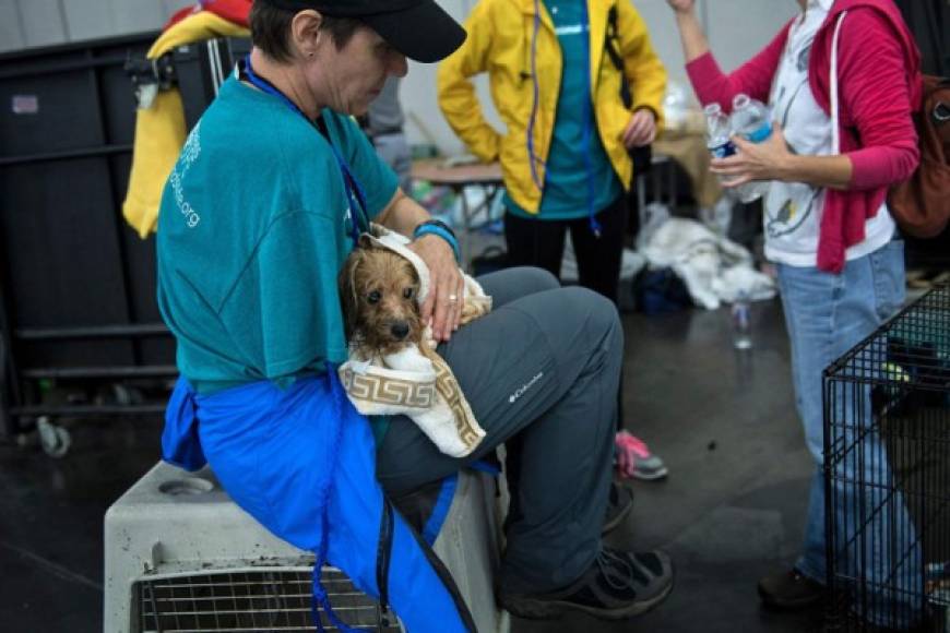 Los refugios en Houston han habilitado secciones especiales para albergar a los animales domésticos.