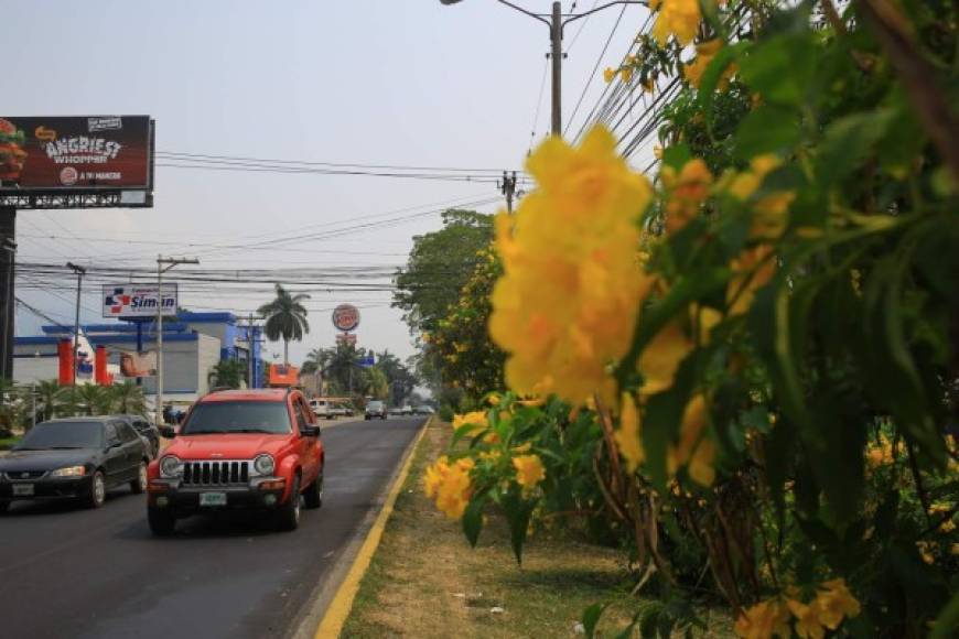 Desde marzo los árboles de caña fístula empezaron a florecer en la ciudad, en los principales calles, en barrios y colonia se encuentran.