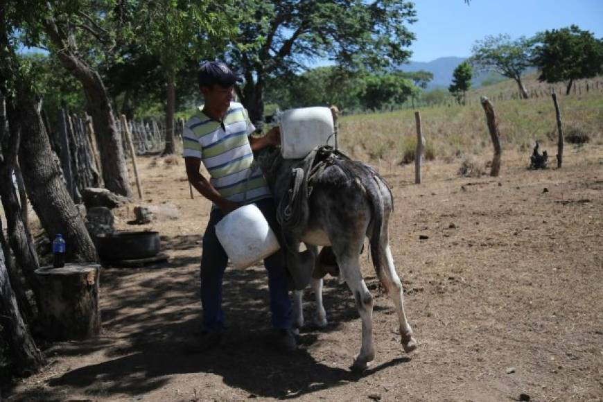Yoro es el tercer departamento más afectado del país por los estragos de la sequía.