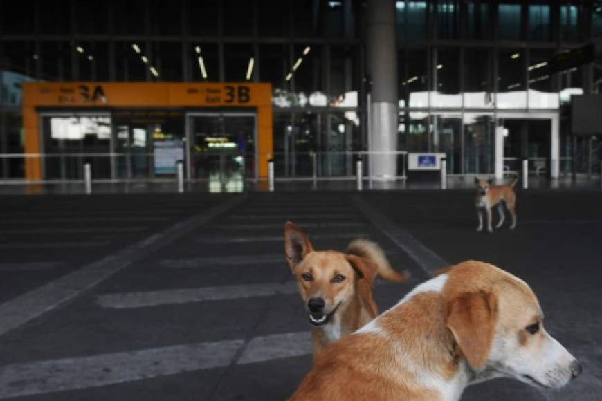 Varios perros fueron fotografiados el pasado 31 de marzo en las calles de India.