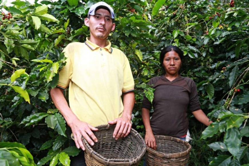 Parejas trabajan juntas en el corte de café. El pago que reciben depende de la candidad de galones que logren recolectar al día.