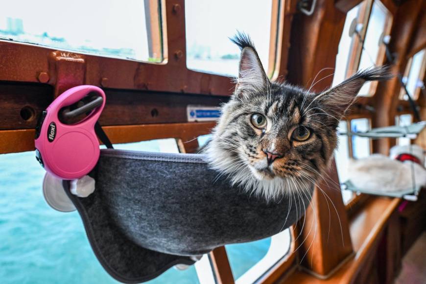 El velero “Royal Albatross” se ha convertido en una verdadera atracción turística en Singapur, ya que deja que dueños de felinos los puedan llevar en su viaje de crucero.