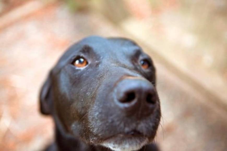 Expertos del Centro de cognición canina de la Universidad de Portsmouth han encontrado 'claras evidencias de que los perros mueven su cara como respuesta directa a la atención humana' mientras que no responden así frente a una comida sabrosa.<br/>