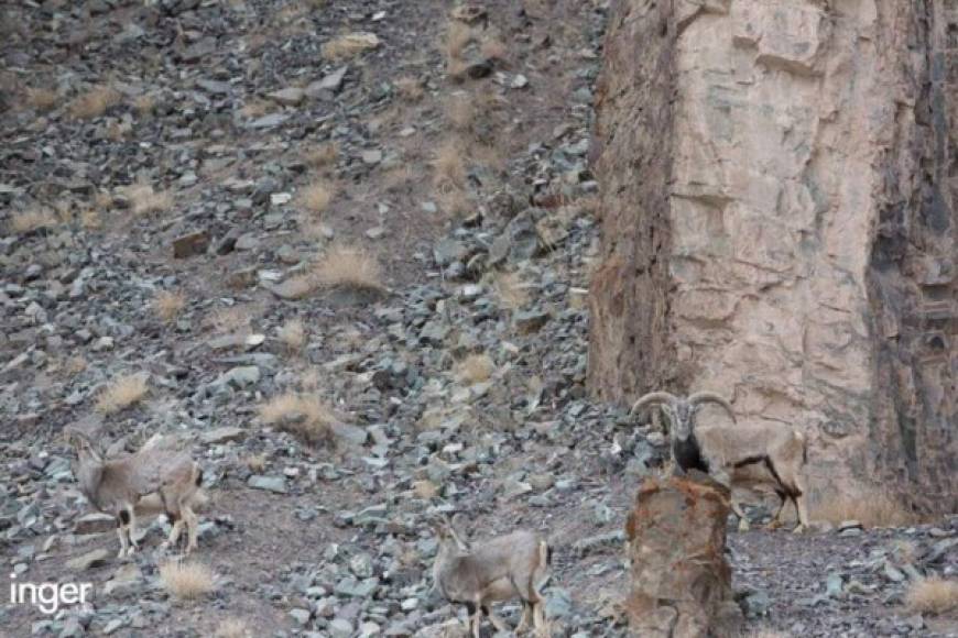 Está es la segunda imagen, claro vemos la actitud vigilante de las cabras. ¿Aún no ves el otro Leopardo de las nieves?, Bueno pasa a las siguientes imágenes para descubrir donde están los famosos felinos.