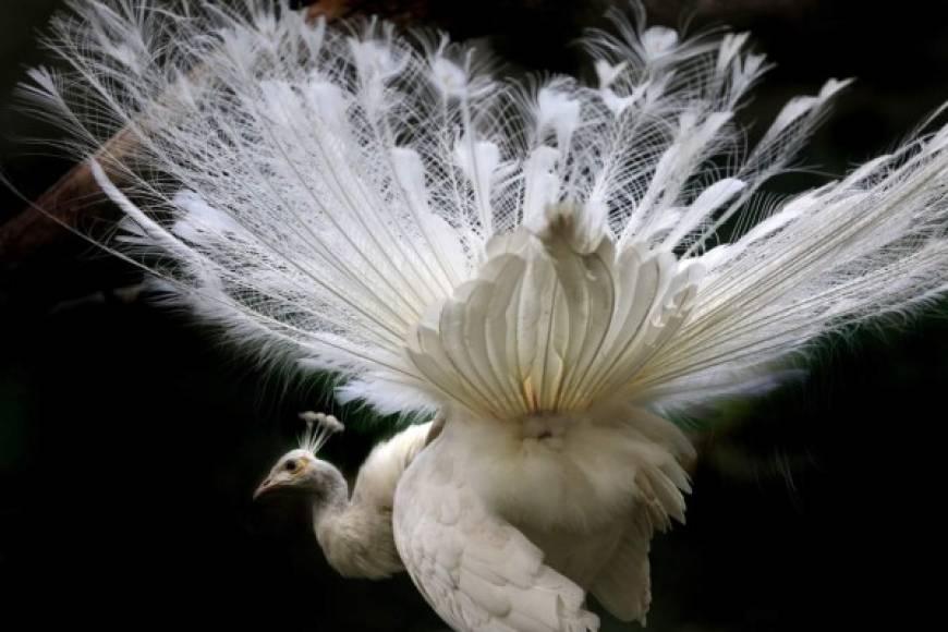 India. <br/>Realeza en blanco . Un pavo real blanco se pasea por el zoológico Alipoor de la ciudad de Calcuta.