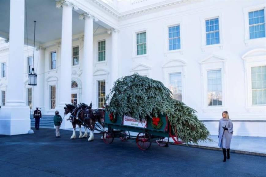 La primera dama estadounidense, Melania Trump, recibió este lunes el tradicional árbol de Navidad que adornará las fiestas de fin de año en la Casa Blanca, causando revuelo en redes sociales con su nuevo look.