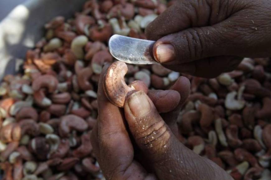 -Cómo tostar semillas de marañón<br/>Es un procedimiento fácil: se ponen a tostar las semillas sobre una olla o sobre un comal. El tiempo de cocción va a variar dependiendo de la cantidad de semillas, de 20 a 50 minutos.<br/><br/>Hay que tener en cuenta una recomendación: el humo que sale de las semillas es tóxico y el líquido que brota de ellas es desagradable al paladar, por lo que no se debe inhalar ni comer. Hay que removerlas de forma constante. Una vez que las semillas han expulsado todo el aceite que poseen, entonces se quitan del fuego y se dejan enfriar, luego se pelan y ya se pueden consumir.<br/><br/>