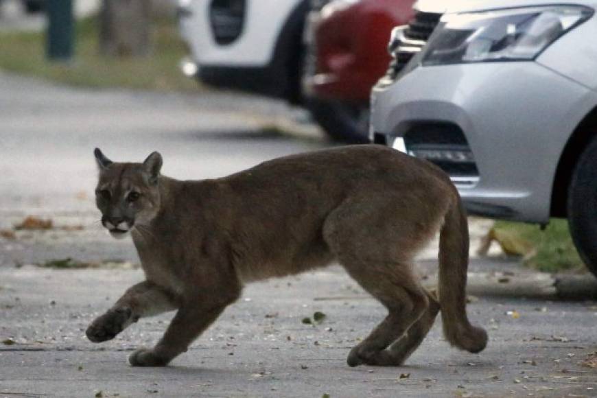Un puma de aproximadamente un año de edad salió a las calles de Santiago, Chile, el pasado 24 de marzo.