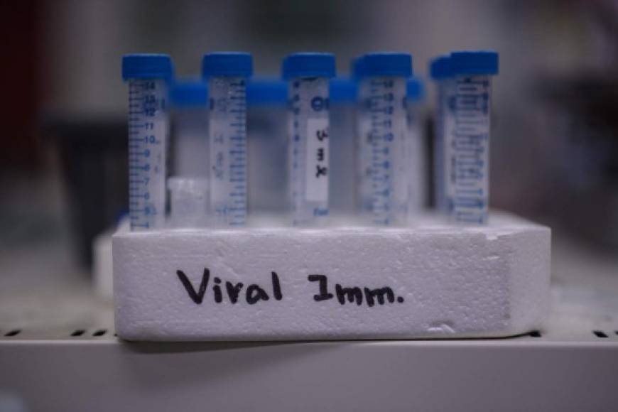 En España, el Gobierno de Pedro Sánchez aprobó la creación de réplicas del coronavirus para desarrollar una vacuna y destinó 30 millones de euros para la investigación sobre el patógeno.