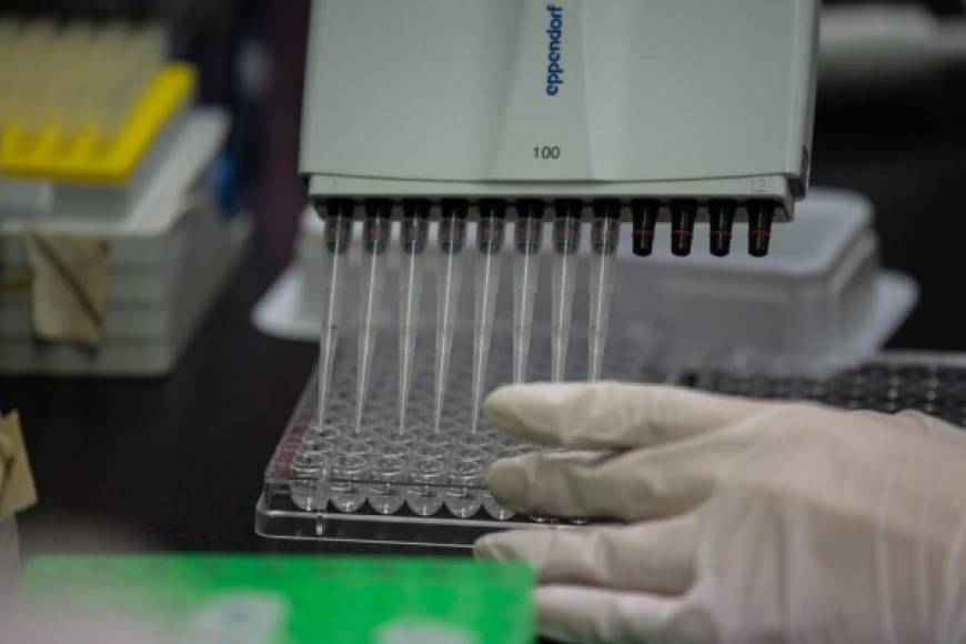 El centro con sede en Novosibirsk de Rusia anunció haber comenzado a ensayar en animales una vacuna contra el Covid 19 y espera tener para junio los primeros prototipos tras recibir de China el genoma del coronavirus en enero pasado.