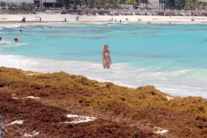 El sargazo es una macroalga de color verde oscuro de gran tamaño que vive en suspensión en los mares y que se desplaza movida por las corrientes de los océanos.