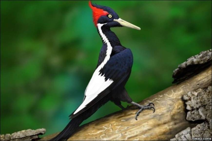 1994 “Pájaro carpintero pico de marfil”. Este pájaro se encuentra considerado extinto. Pero en algunas regiones aseguraron a ver visto a un de estas especies. Puede que exista alguna esperanza para volver a ver a este hermoso ejemplar de ave.