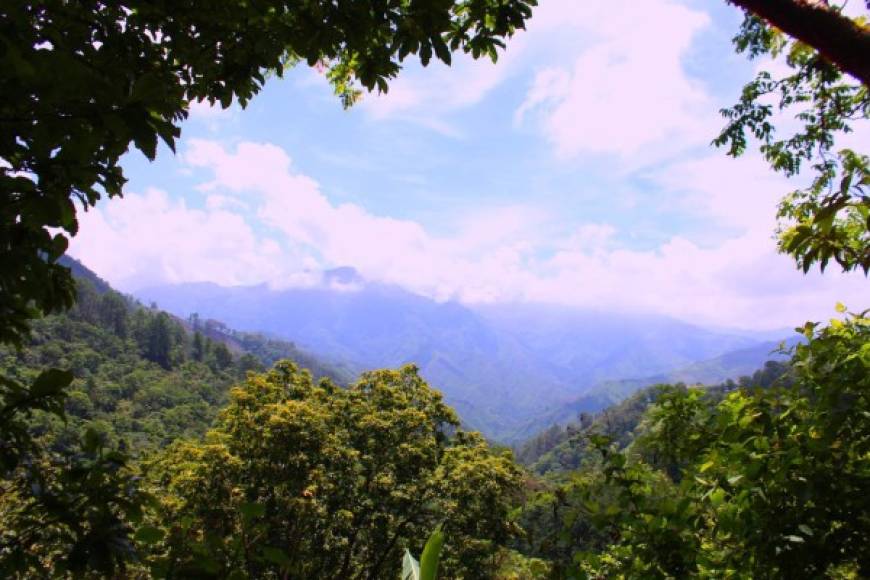 Parque Nacional Cusuco es una de las áreas protegidas más ricas en biodiversidad de Honduras. De acuerdo al estudio realizado en el año 2007 por la Universidad de Nottingham, Inglaterra, en el parque se han identificado 270 especies distintas de aves; 93 especies de reptiles y anfibios.