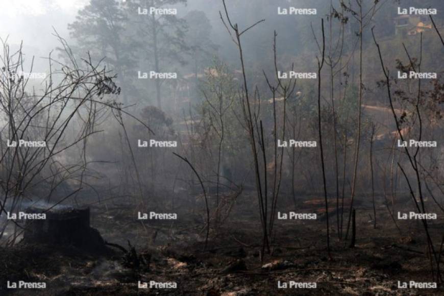 En horas de la mañana el fuego había sido controlado y se contabilizaban 80 hectáreas de bosque afectadas por el fuego.