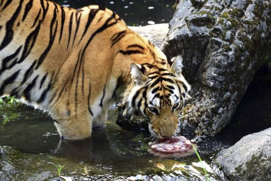 TAIWÁN. Tartas de carne para el tigre. Un tigre de bengala del zoológico de Taipei lame una tarta helada de carne, para refrecarlo por el calor. Fotos: EFE