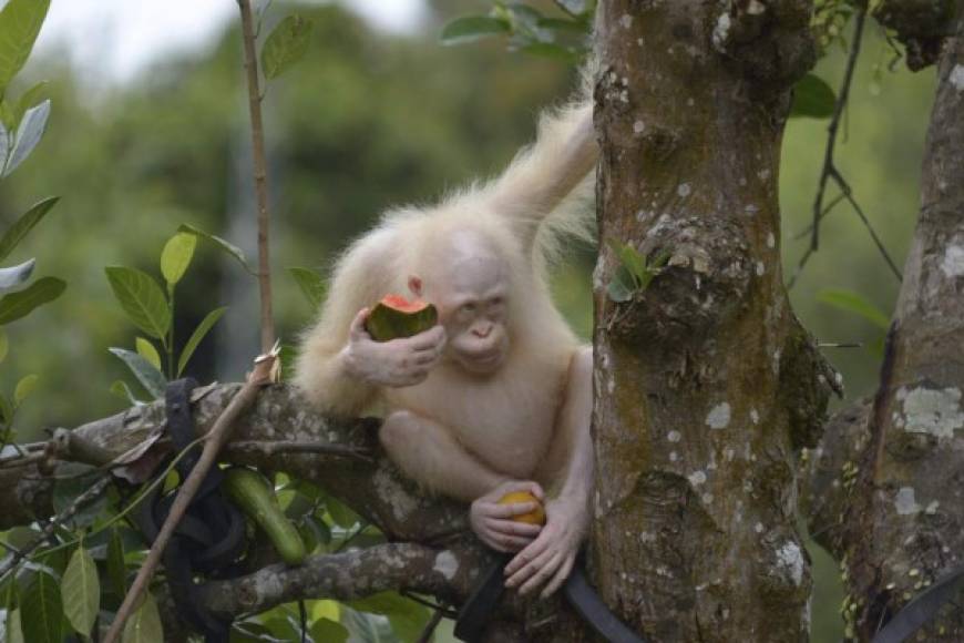 INDONESIA. Alba disfruta las frutas. La orangután albina Alba, único ejemplar que se conoce en el mundo con esta característica.