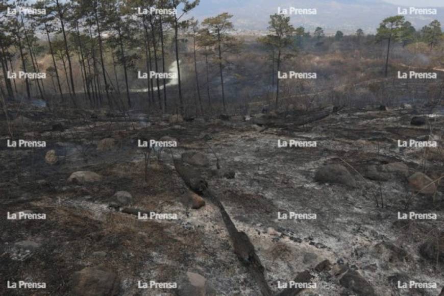 Se estima que aproximadamente son casi 100 las hectáreas afectadas por el incendio que afectó entre tres a cinco aldeas de la capital, entre ellas El Hatillo y El Carpintero, dijo Ángel Fernando Zepeda, jefe protección forestal del Instituto de Conservación Forestal.