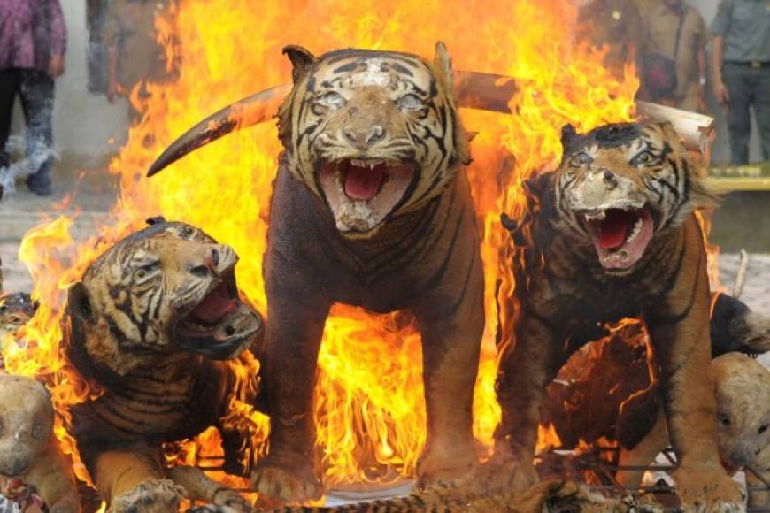 Funcionarios del Ministerio de Silvicultura de Indonesia destruyen tigres de Sumatra disecados.