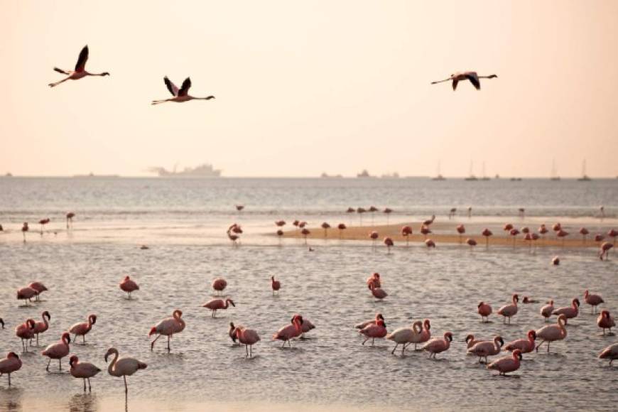 Muchos flamencos en Walvis Bay en Namibia en la noche. Los Flamencos Los Flamencos menores están de pie en aguas poco profundas, algunas de las aves se están alimentando, mientras que las otras están caminando o volando.