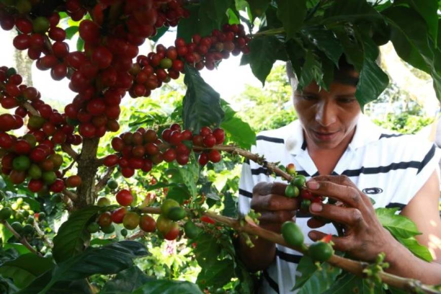 4. Quinto mayor exportador de café del mundo <br/><br/>Los cafetaleros hondureños han roto un nuevo récord al ascender un puesto en el ranking mundial de producción y exportación de café y ubicarse en el quinto lugar, desplazando así a la India. <br/><br/>La cosecha 2016-2017 registró un volumen de exportación histórico de 9.5 millones de quintales, los cuales generaron más de $1,327 millones de dólares ( L31,184 millones). <br/>La cosecha 2016-2017 ha sido histórica para los productores hondureños en todo sentido, pues este año, además de hacer historia logrando vender el café especial, ganador de la Taza de Execelencia, a $124.50 la libra, también ha logrado ubicarse entre los mayores exportadores a nivel mundial.<br/><br/>Con ese volumen de envíos, el país logró escalar del sexto al quinto lugar a nivel mundial como mayor productor y exportador del grano, superado solo por Brasil, Vietnam, Colombia e Indonesia. <br/>Los principales destinos del grano hondureño son Alemania (26.21%), Bélgica (23.67%), Estados Unidos (18.95), Italia (6.45%), y otros con 11.53%. Además se envía un buen porcentaje a Francia, Suecia, Canadá, Reino Unido, Corea del Sur y Holanda. El valioso grano, que se produce en 15 departamentos del país, se exporta a más de 50 países.